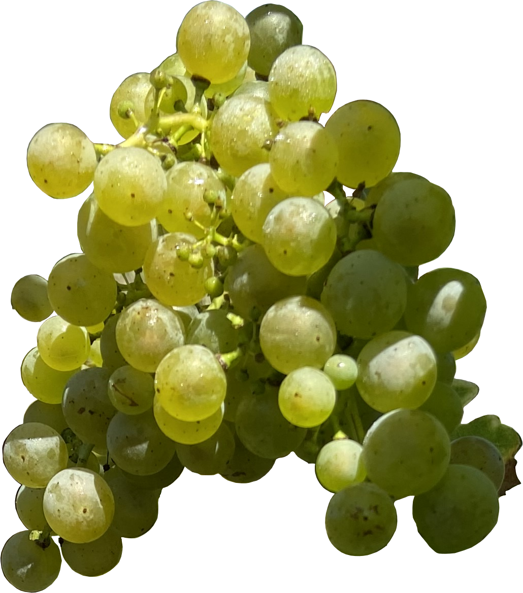 Weintrauben Cabernet Blanc