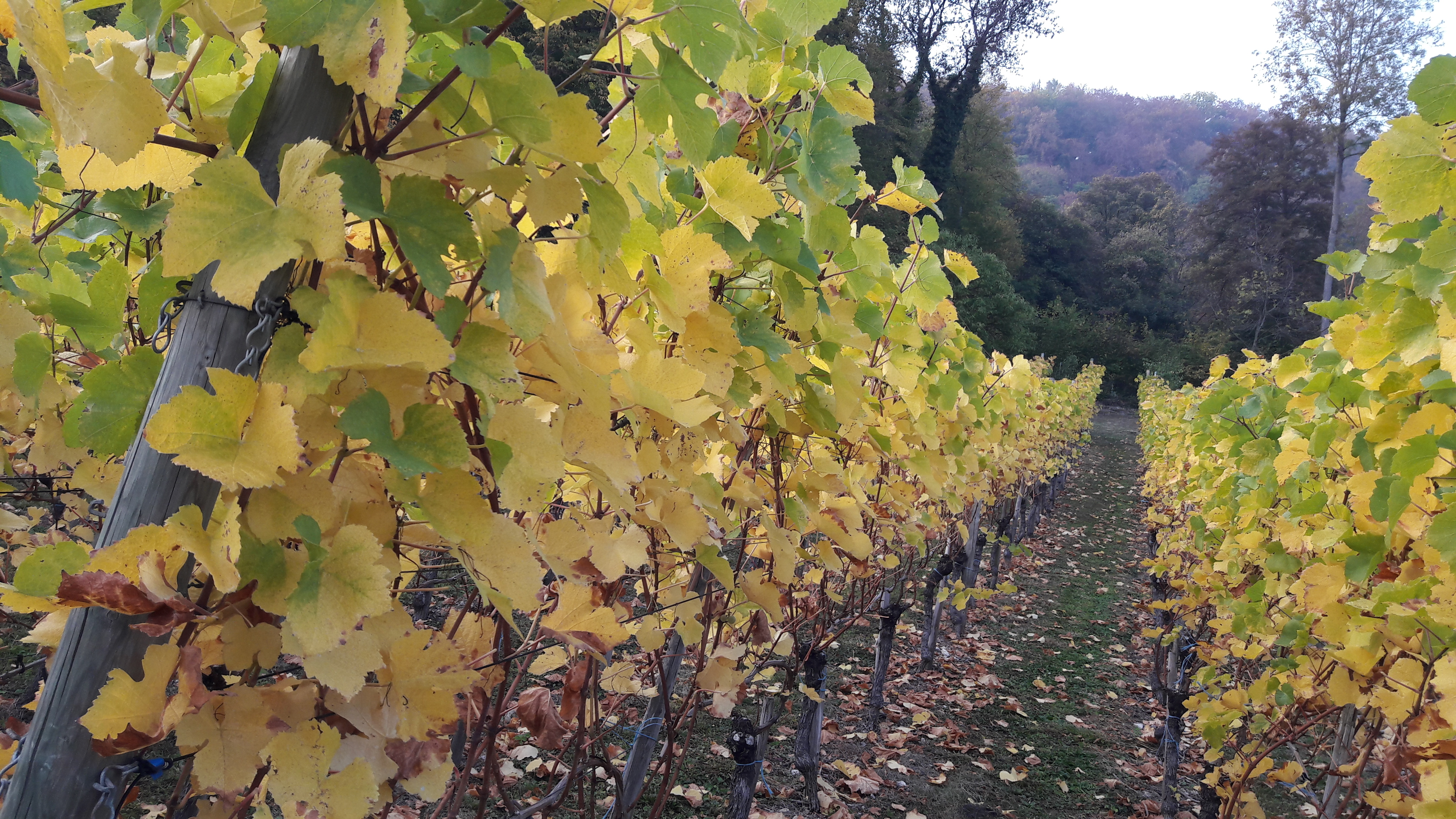 Weinberg Steinacker Herten
