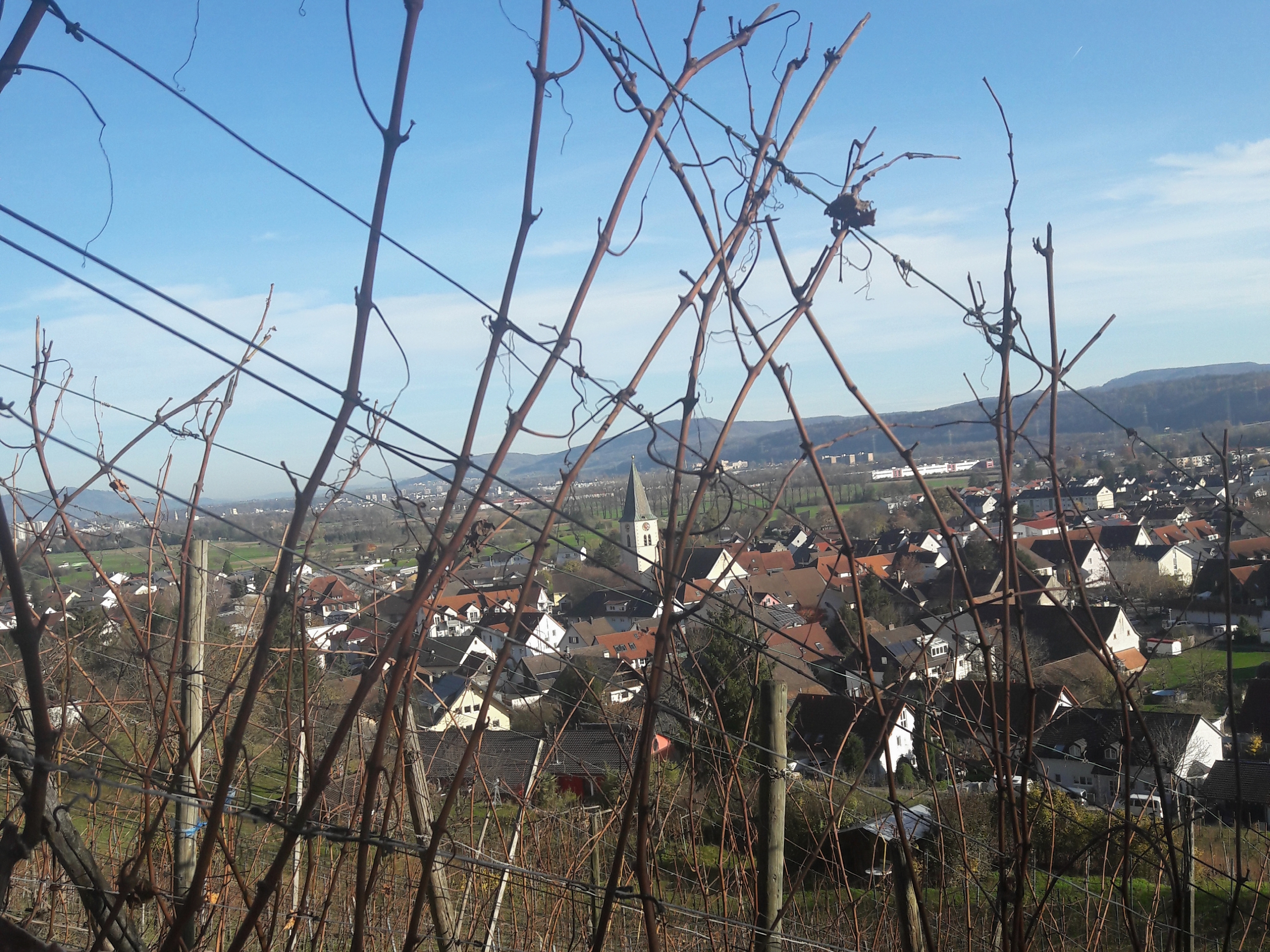 Weinberg Steinacker Herten