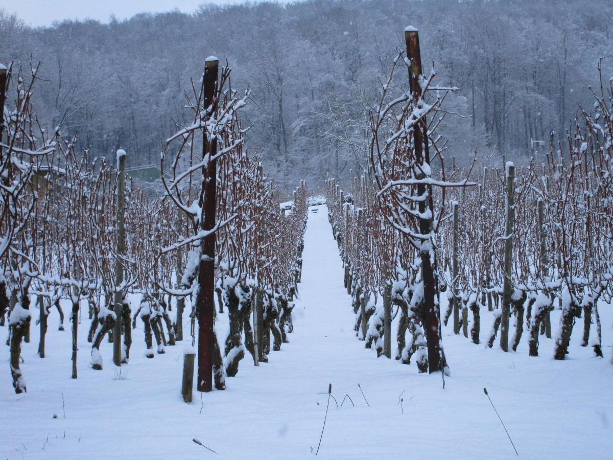 Weinberg Steinacker Herten