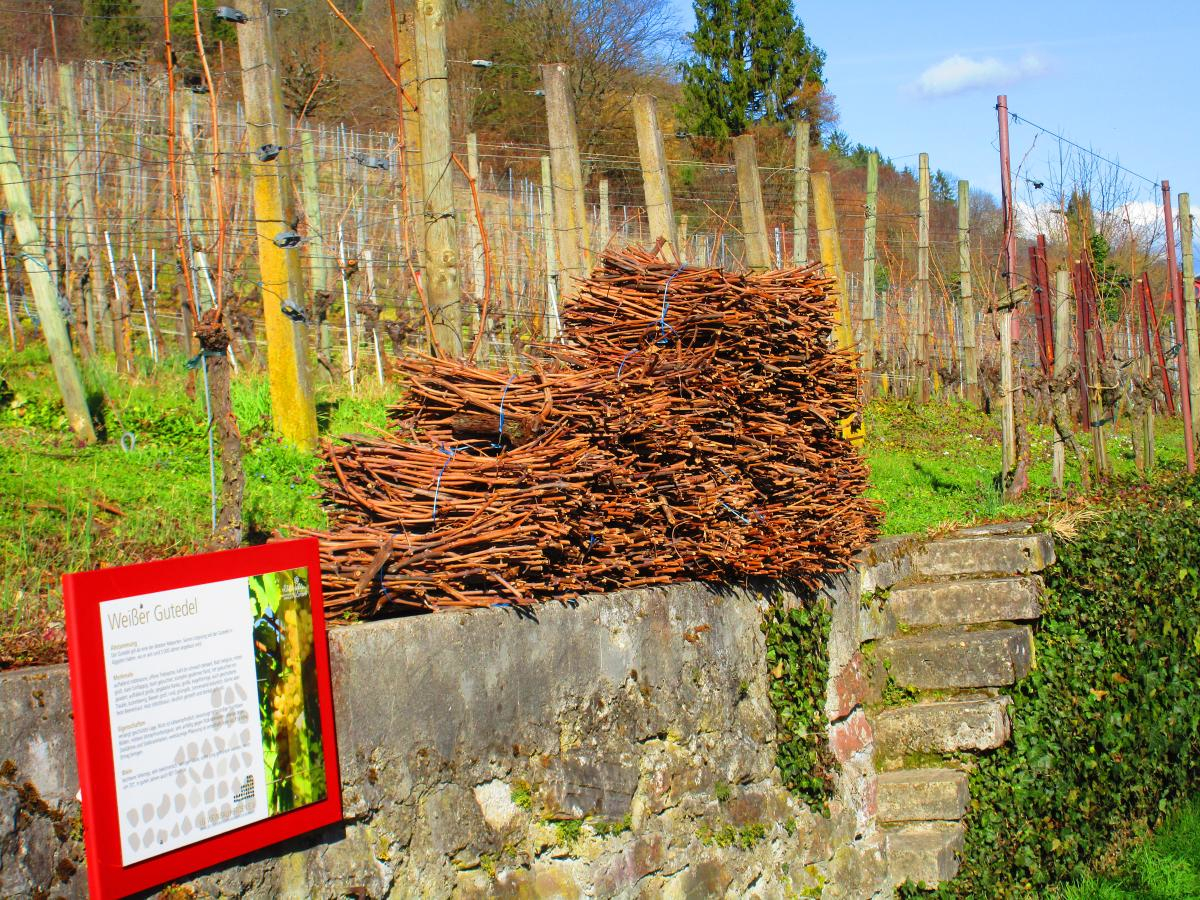 Weinberg Steinacker Herten