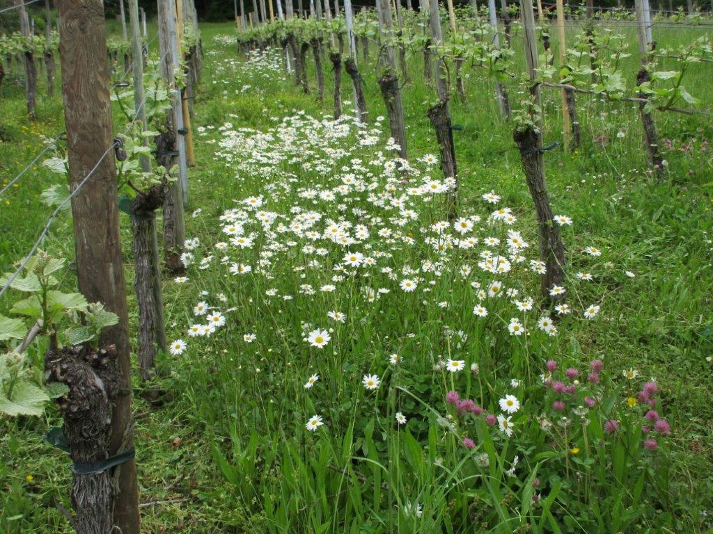 Weinberg Steinacker Herten