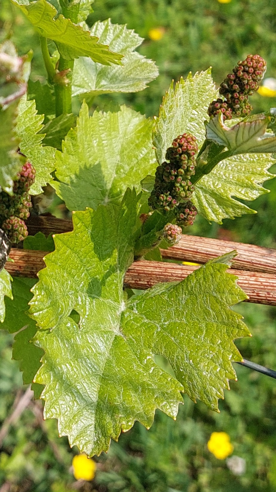 Weinberg Steinacker Herten