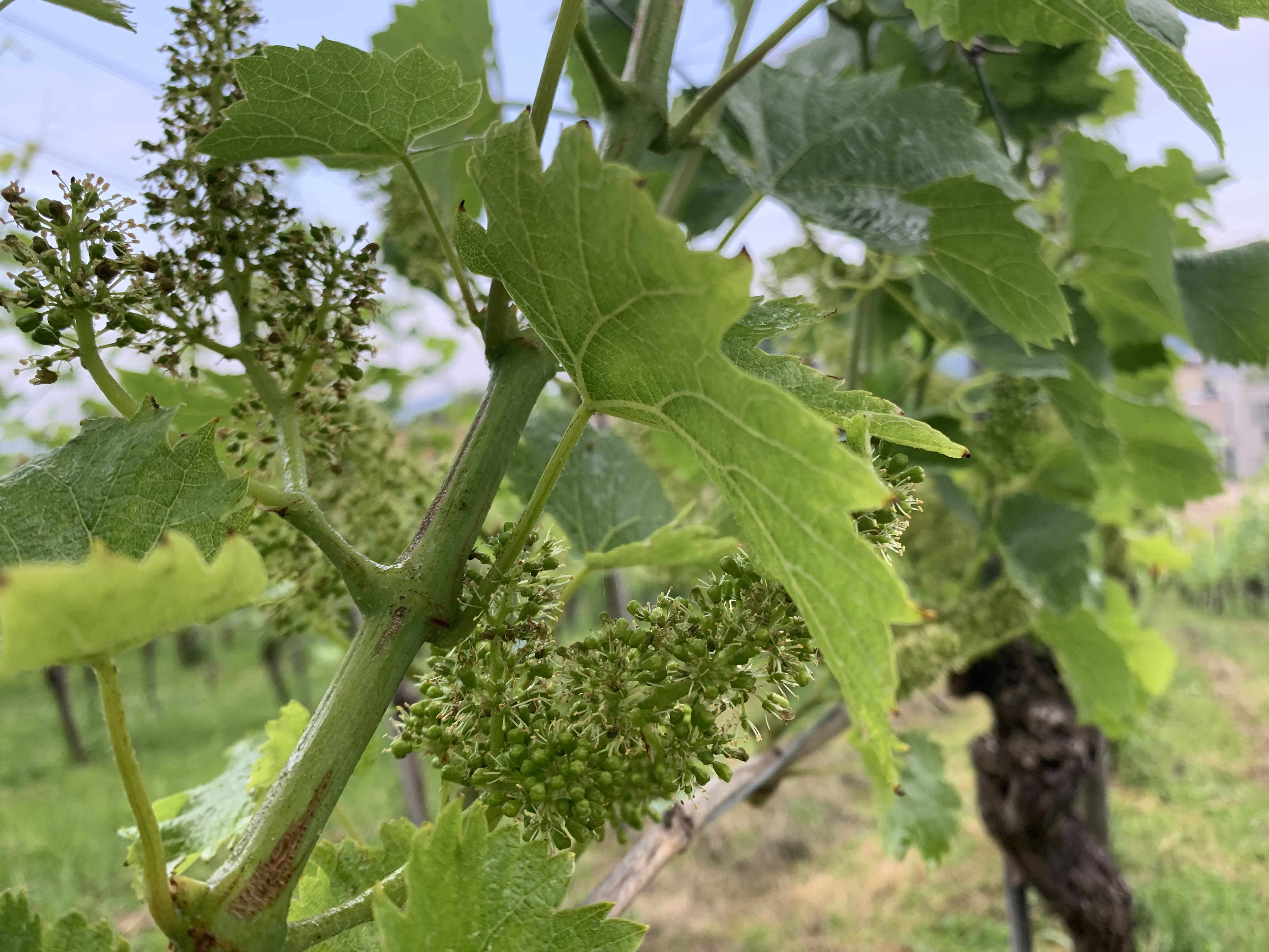 Weinberg Steinacker Herten