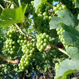 Weinberg Steinacker Herten