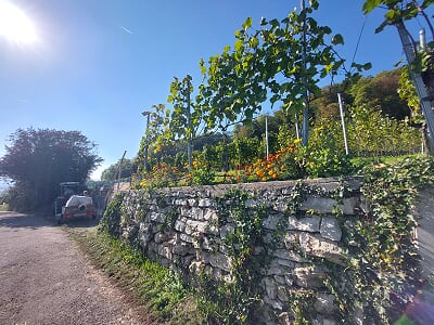 Weinberg Steinacker Herten