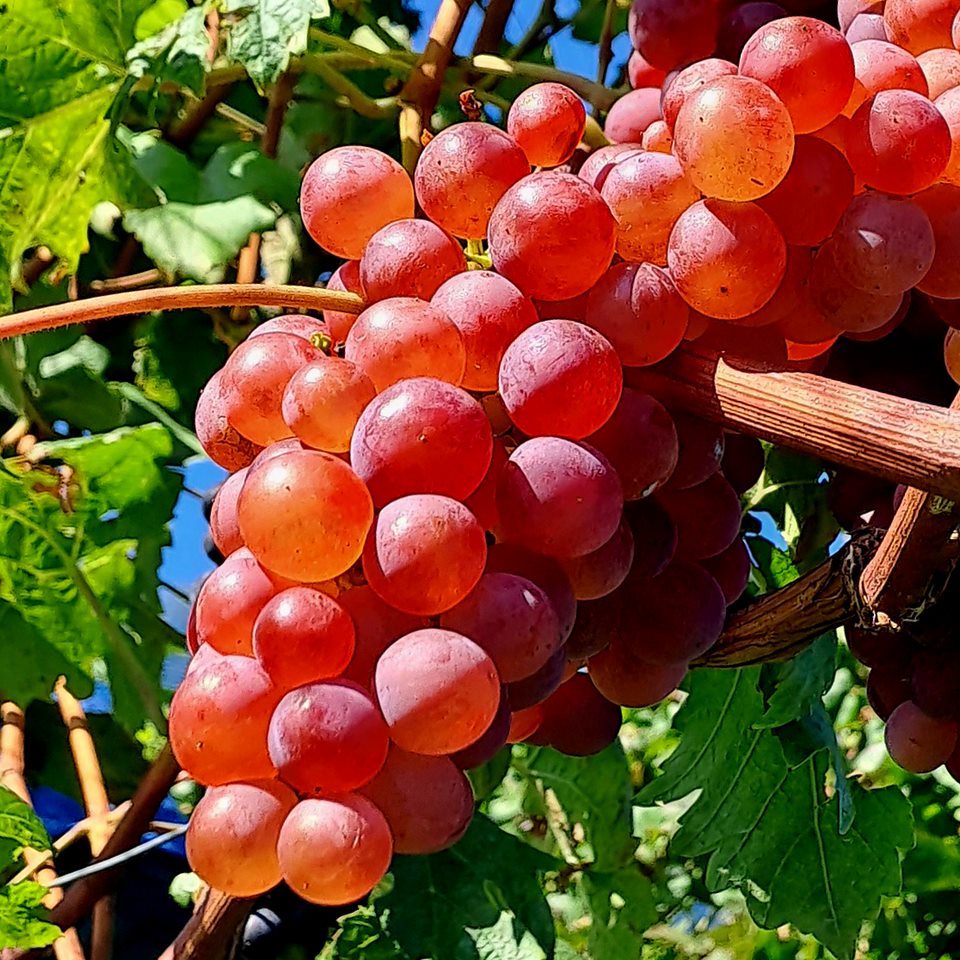 Weinberg Steinacker Herten