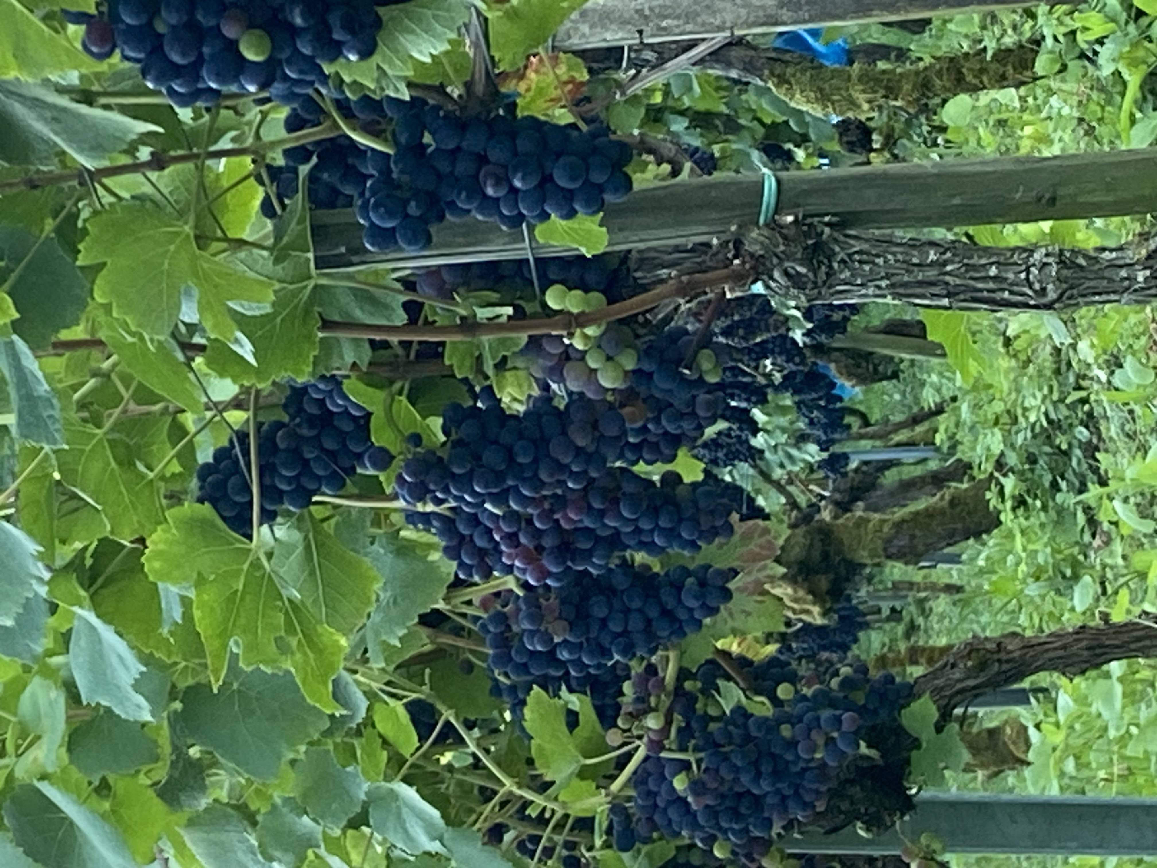 Weinberg Steinacker Herten