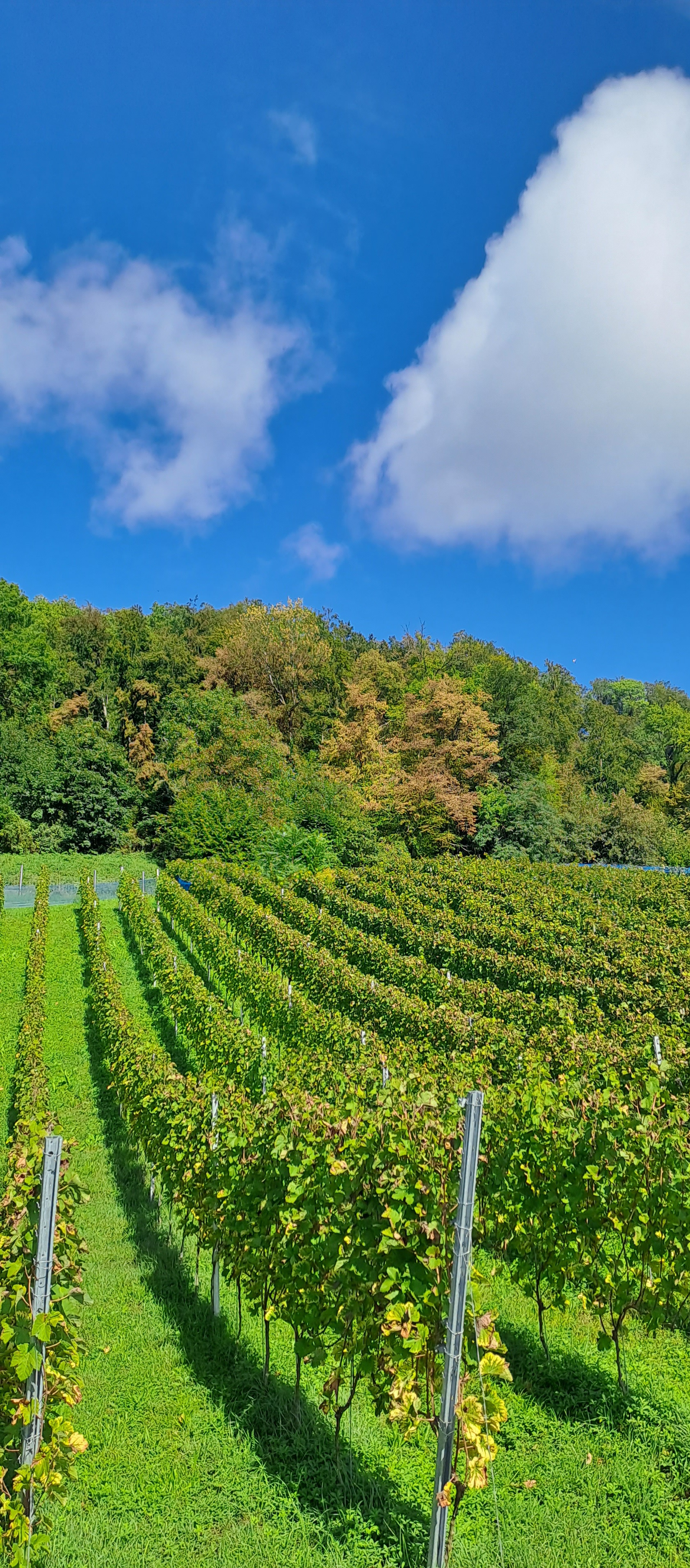 Weinberg Steinacker Herten